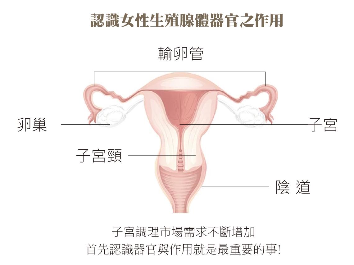 暖宮_認識女性生殖腺體器官之作用.jpg